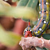 Hyles cretica Caterpillar
