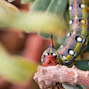Hyles cretica Caterpillar