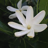 Kiele (Gardenia or Tiare)