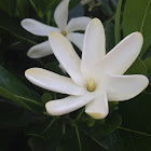 Kiele (Gardenia or Tiare)