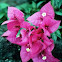 Bougainvillea