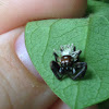 Jumping spider killed by fungus