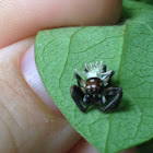 Jumping spider killed by fungus