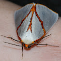 Orange-rimmed Satin Moth