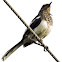 The Oriental Magpie-Robin (Juvenile)