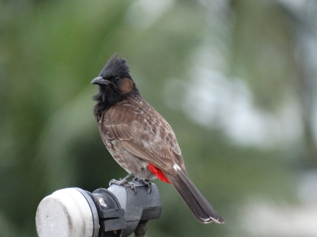 Red Vented Bulbul