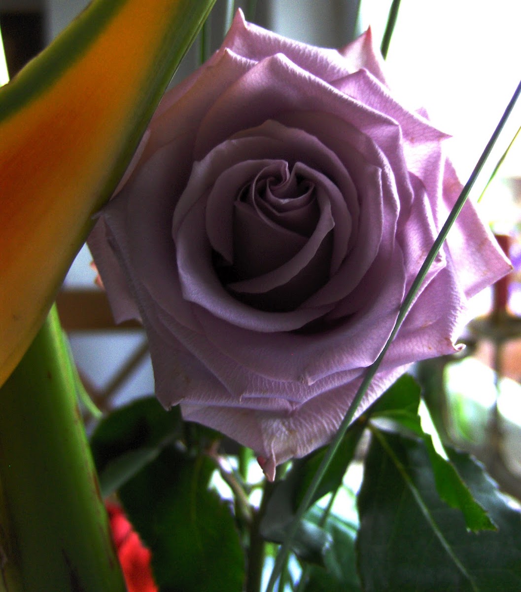 Violet garden rose