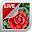 Rose Live Wallpaper Download on Windows