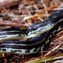 Coastal Carpet python