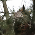 Great Horned Owl (on a nest)