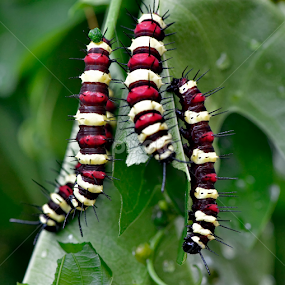 the caterpillar by Justani Joni - Animals Other