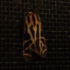 Nais tiger moth