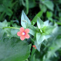 Scarlet Pimpernel