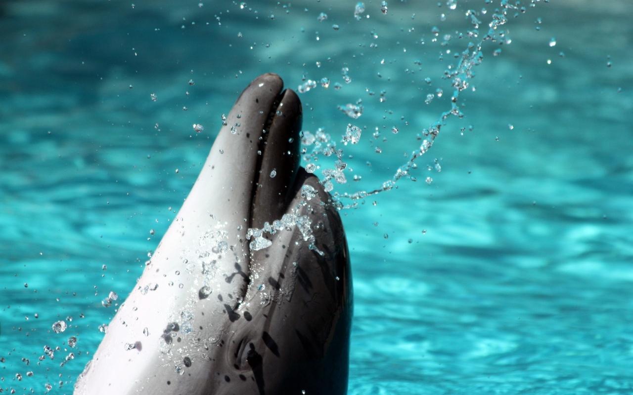 Dolphin HD Live Wallpaper - Android Apps on Google Play1280 x 800