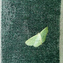 large lace-border moth