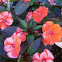 New Guinea impatiens