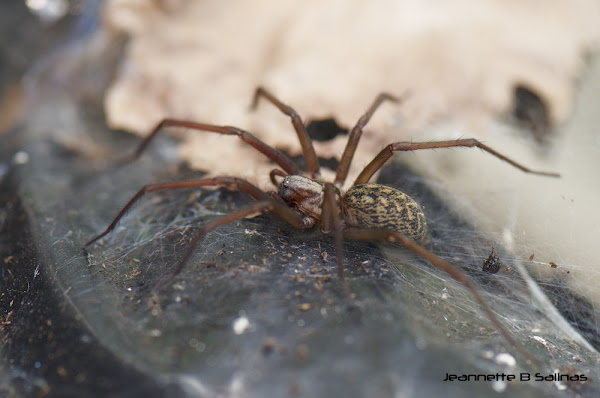Dust spider | Project Noah