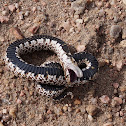 Western Hognose