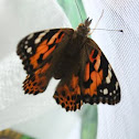 Painted Lady Butterfly