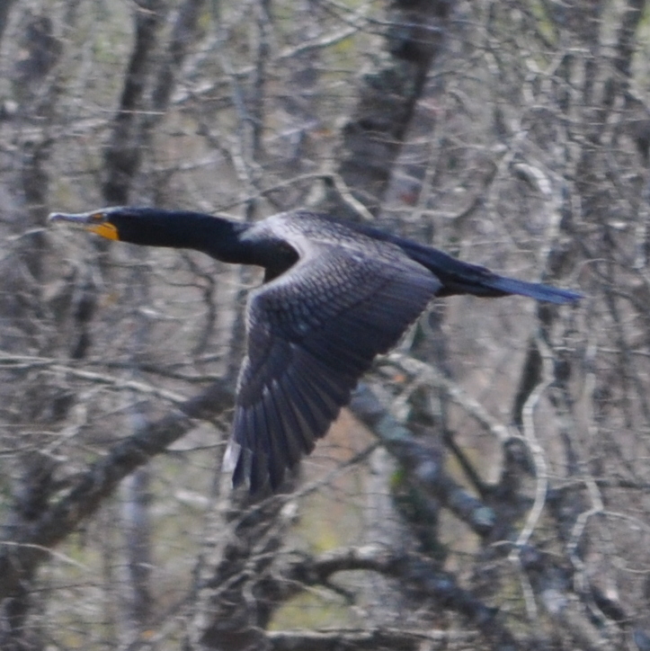 Double-Crested Cormorant