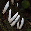 Xylaria fungus
