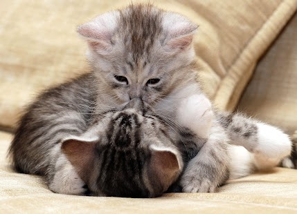 Free Download Kitten Wallpapers APK