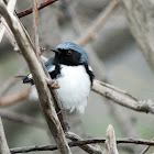 black throated warbler