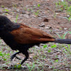 Crow pheasant or Coucal