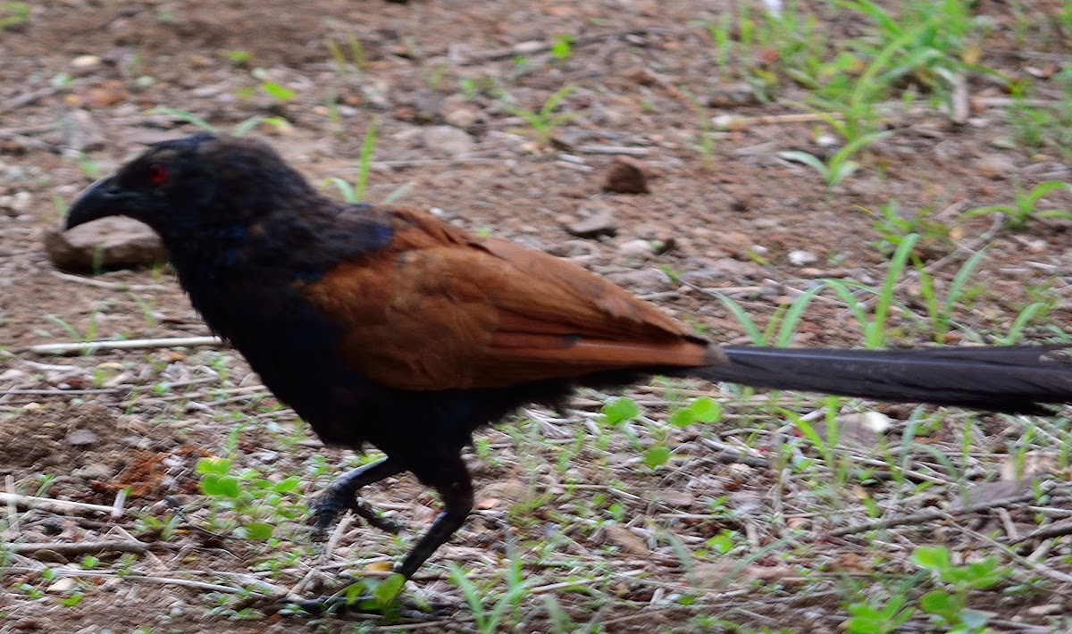 Crow pheasant or Coucal