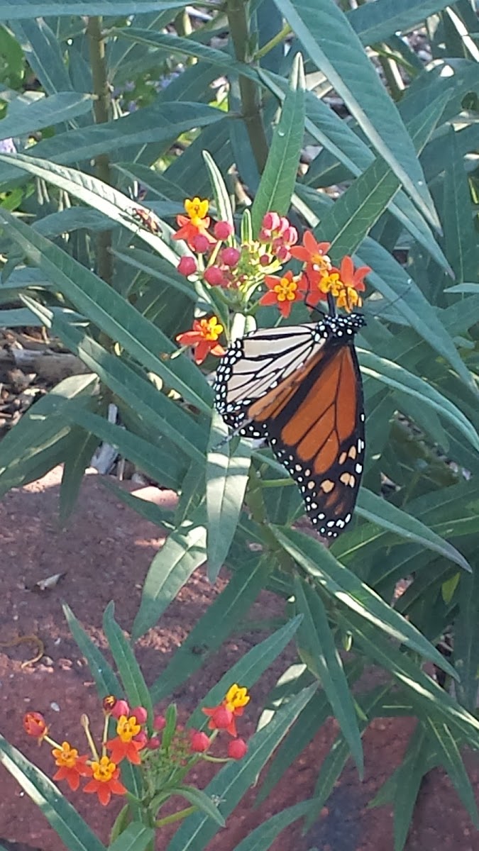Monarch butterfly on milkweed