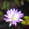 Pink Water Lily