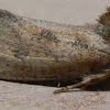 Eastern Grass Tubeworm Moth