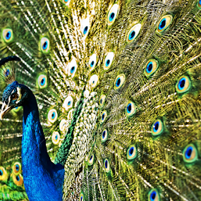 A LOVE TAIL by Tracy Rautenbach - Animals Birds