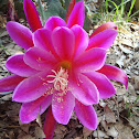 Pink Dragon Fruit Flower
