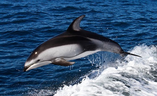 How to get Dolphin Wallpaper 1.0 apk for laptop