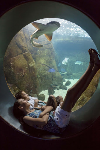 Waikiki-Aquarium-shark-exhibit - Kids watch a shark in an exhibit at the Waikiki Aquarium.