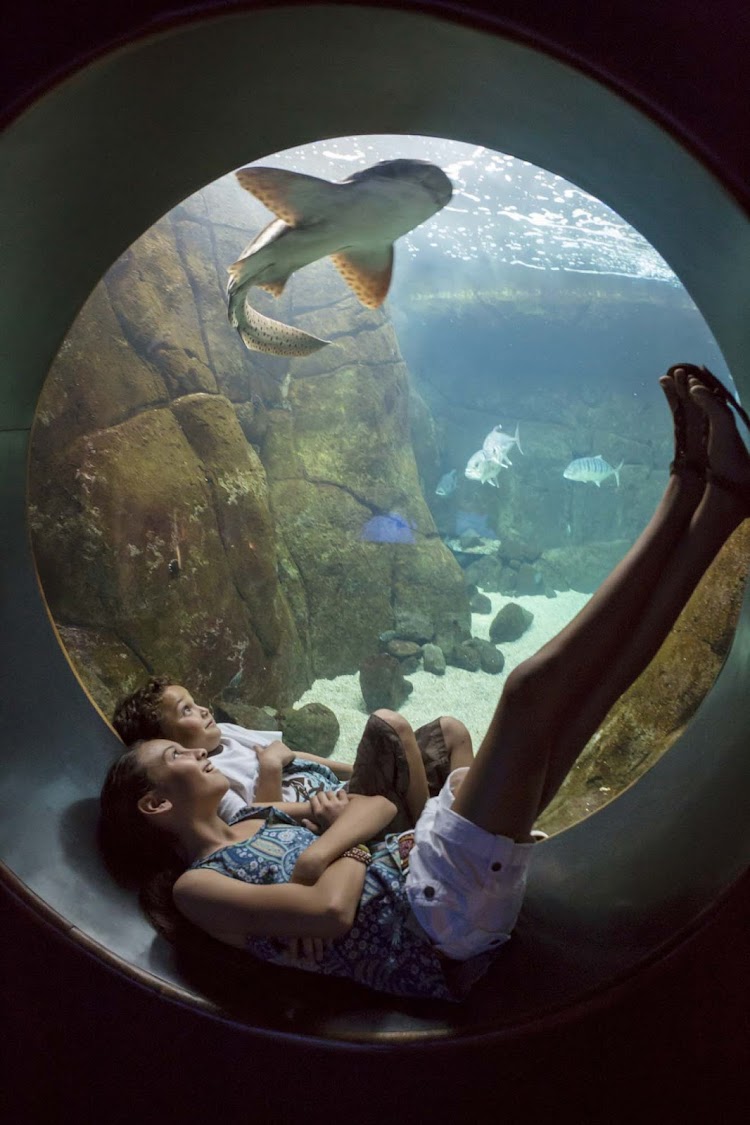 Kids watch a shark in an exhibit at the Waikiki Aquarium.