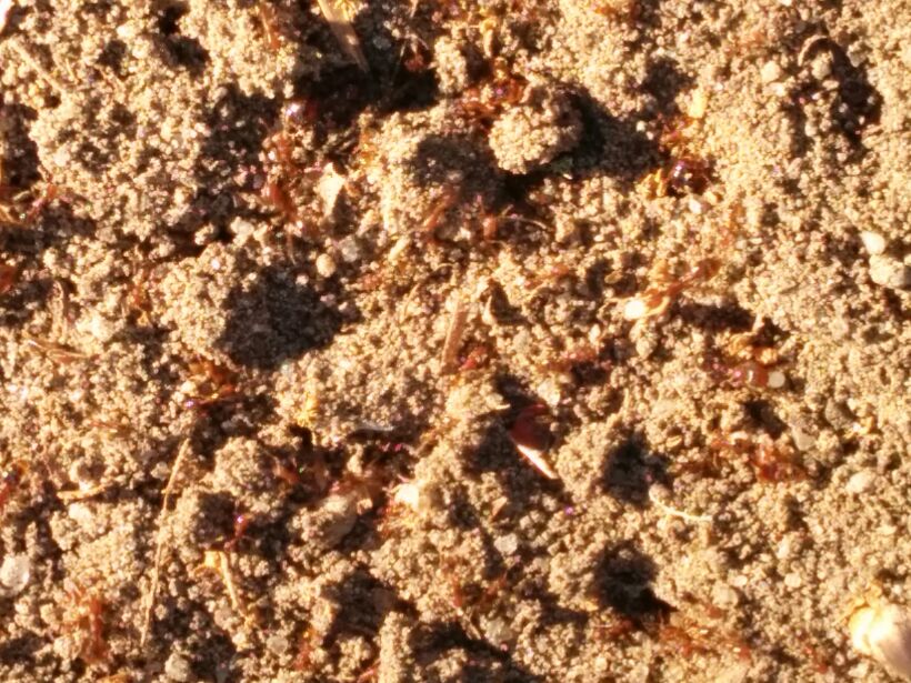 Fire red Ants
