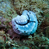 Shireen's Phyllidiopsis Nudibranch