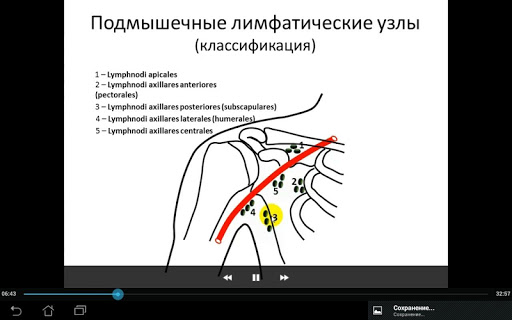 Где лимфоузлы в подмышках схема