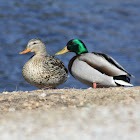Mallard Ducks - a pair