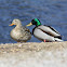 Mallard Ducks - a pair