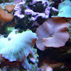 Striped mushroom coral/ Blue green Ricordia