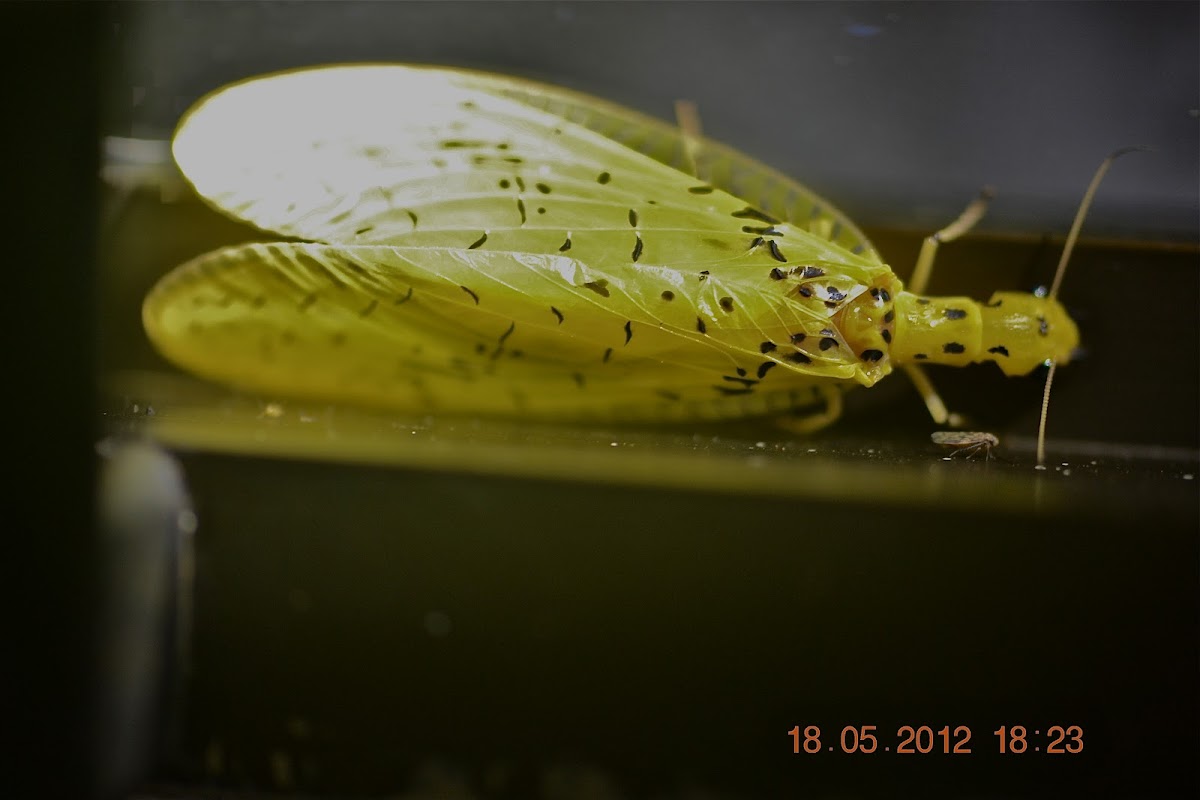 Dobsonfly (Female)