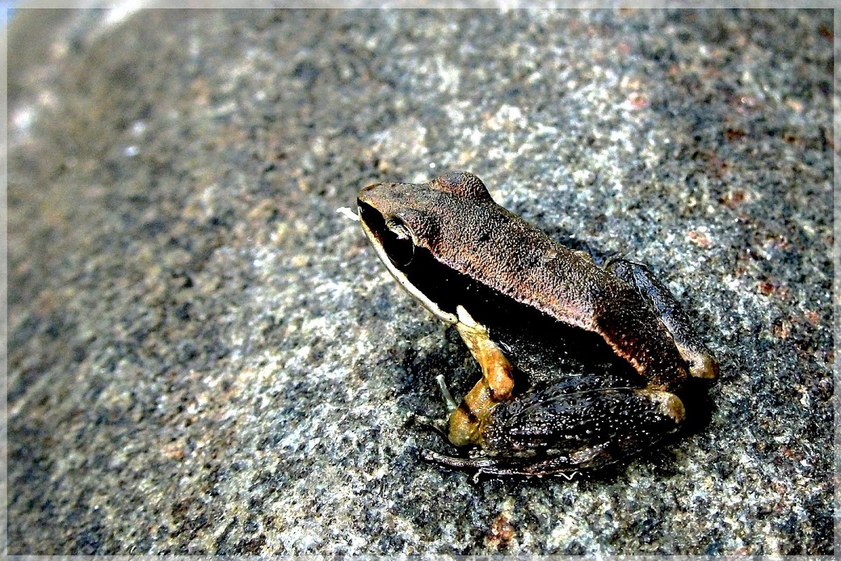 Bronzed frog