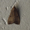 Tree Lucerne Moth