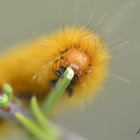 Crimson-bodied Lichen Moth Caterpillar