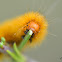 Crimson-bodied Lichen Moth Caterpillar