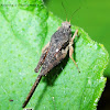 Ornate Pygmy Grasshopper