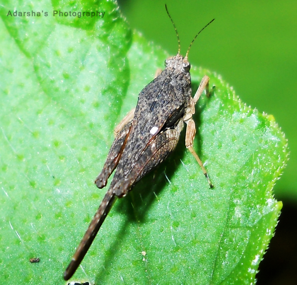Ornate Pygmy Grasshopper